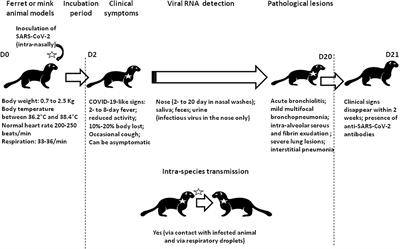 Spread of Mink SARS-CoV-2 Variants in Humans: A Model of Sarbecovirus Interspecies Evolution